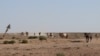 Kazakhstan - Horses coming to drink water from the well. Mangistau region, July 14, 2021.