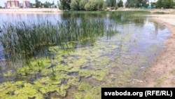 Прыганяе да берага пакуль зялёныя масьляністыя водарасьці