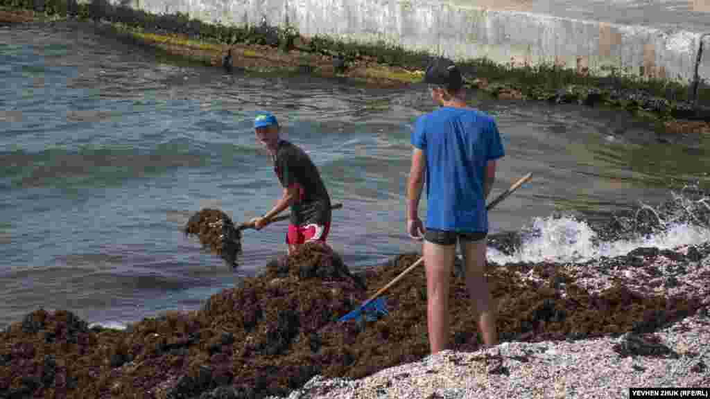 Парни убирают водоросли, выброшенные на берег после шторма